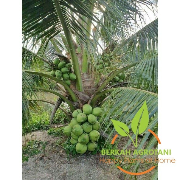 bibit kelapa hibrida // kelapa hibrida hijau super