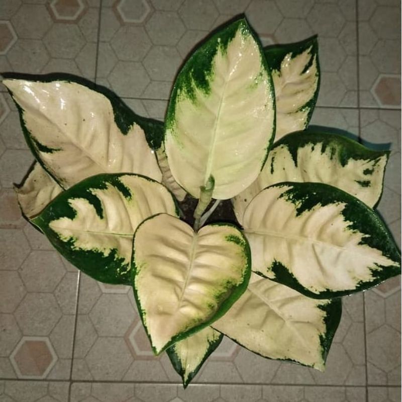 ANAKAN TANAMAN HIAS AGLONEMA KOCIN ESCADA/BABY KOCIN ESCADA DAUN 2-3-4