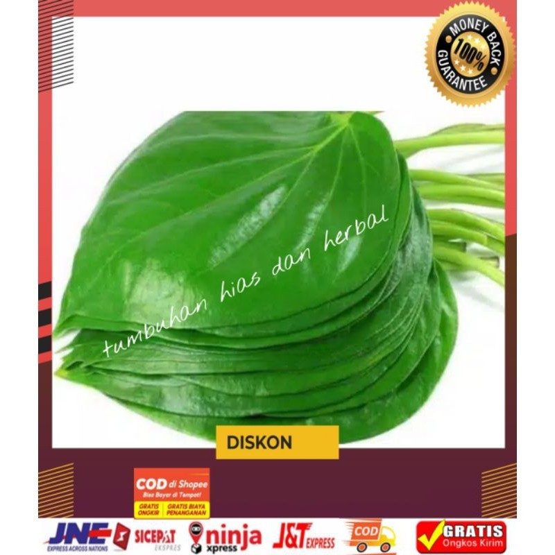 

Daun Sirih/Daun Sirih Hijau/Daun Sirij Segar Alami 500gram