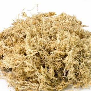 Media Spagnum Moss - Media Tanam Anggrek Moss Putih spaghnum