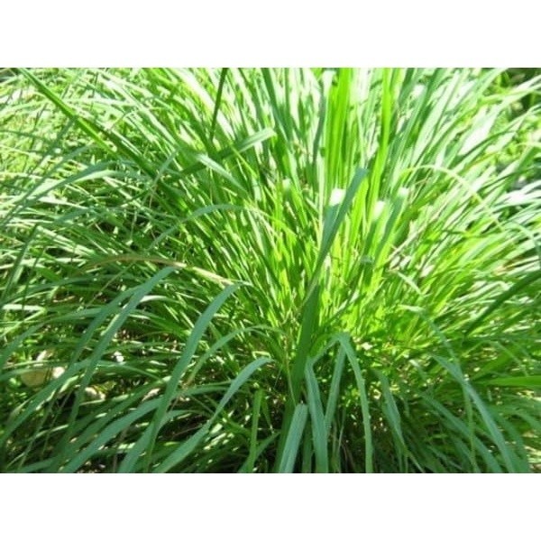 

Daun sereh wangi segar Per 100 Gram ready