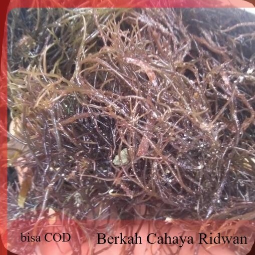 

rumput laut merah segar - rumput laut asli bisa COD