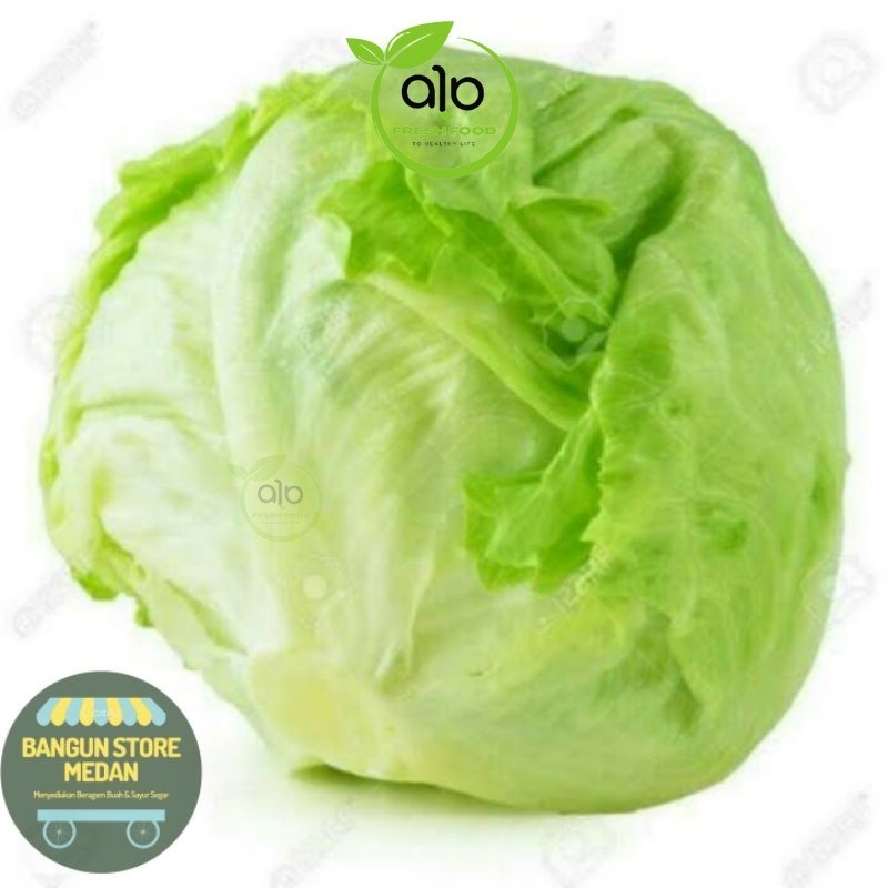 

BSM | TERMURAH Lettuce Head / Selada Bulat Segar pack | Sayur online - ALO Fresh Food