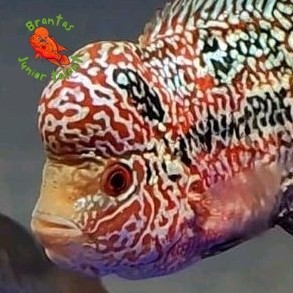 Kebutuhan akuarium Big Update Burayak Louhan Cencu VIP VRS series  Long Marking full Perl