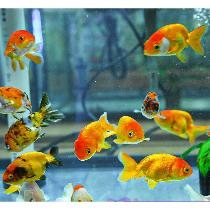 Koki Mas Ranchu / Ikan Hias Aquascape Air Tawar / Ikan Koki Goldfish