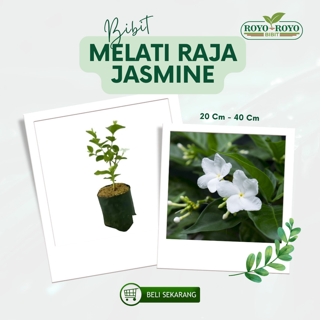 bibit bunga melati raja jasmine yasmin Tanaman Hias Hidup