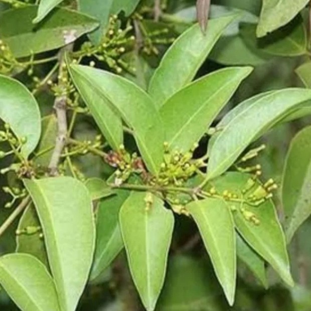 

Daun Benalu Teh Original Segar Baru Di Petik Per 1kg