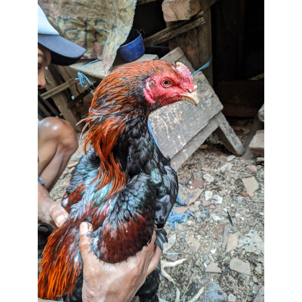 

Telur ayam bangkok shamo brazil / ayam petarung aduan bisa ditetaskan