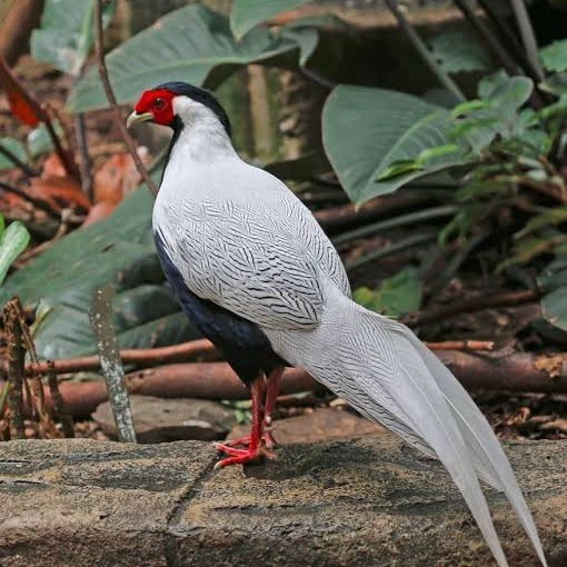 

Telur ayam hias ringneck silver pheasant fertil untuk ditetaskan