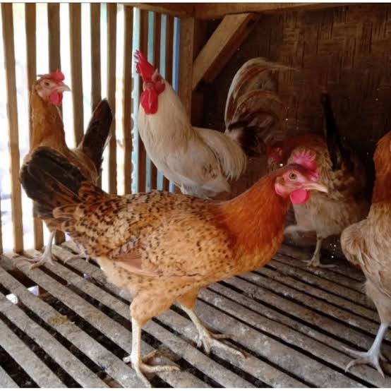 

Telur ayam elba petelur handal fertil siap ditetaskan - telur-ayam-elba