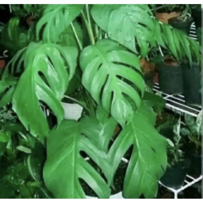 

silahkan Bibit monstera ekor naga kings / bonggol monstera king jungle Kualitas Terbaik