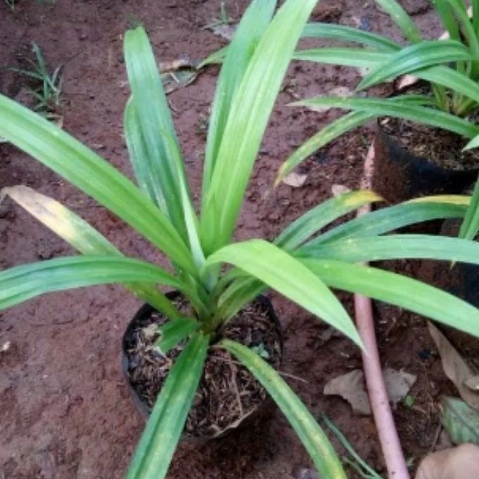 

silahkan COD Bibit Tanaman pandan wangi segar Terlaris