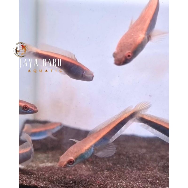 Pemanis aquarium Red Barito 4-5cm grade A kualitas super singel tank mate