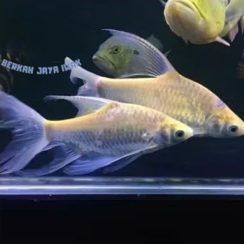Kebutuhan akuarium hias Ikan Kaviat slayer albino 7-10 cm longfin tankmate arowana hiasan aquarium u