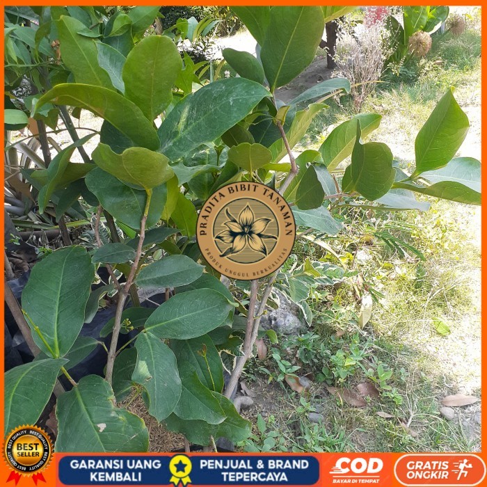 TANAMAN BUAH JAMBU AIR HIJAU TANPA BIJI SUDAH BERBUNGA/BERBUAH CANGKOK Bibit Tanaman Super Unggul PR