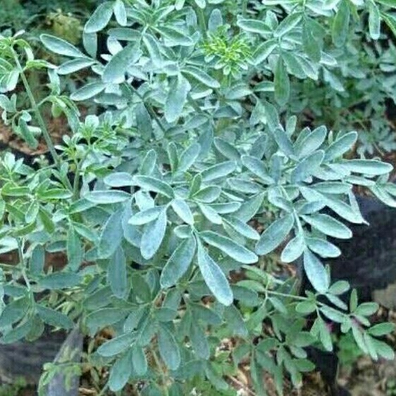 Bibit Daun Inggu obat demam