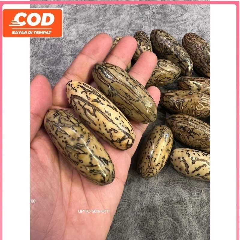 Biji Oud sholib Asli mesir