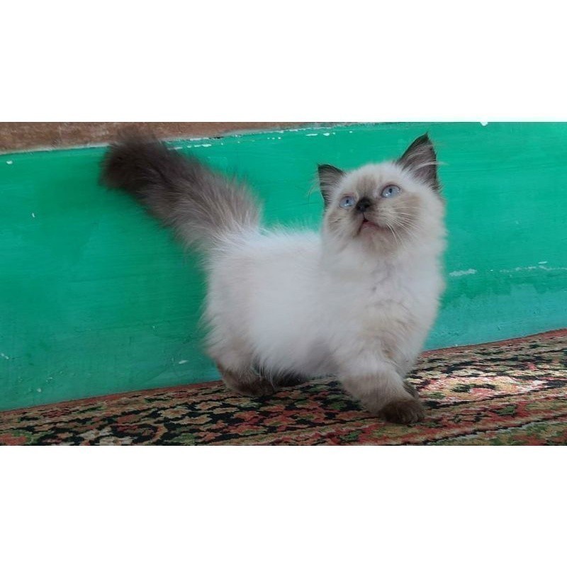 kucing Munchkin himalaya