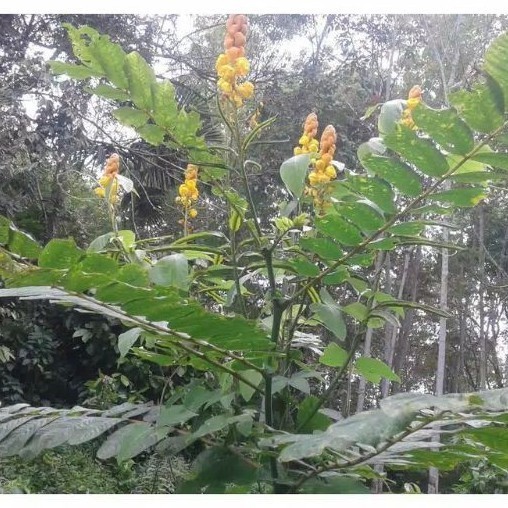 

COD Daun Ketepeng Segar 500 Gram (Kimanila / Cassia alata L) Cina ready