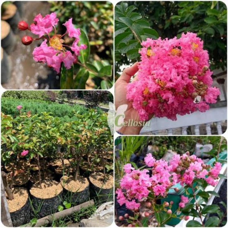 Tanaman Hias Bunga Sakura Hidup