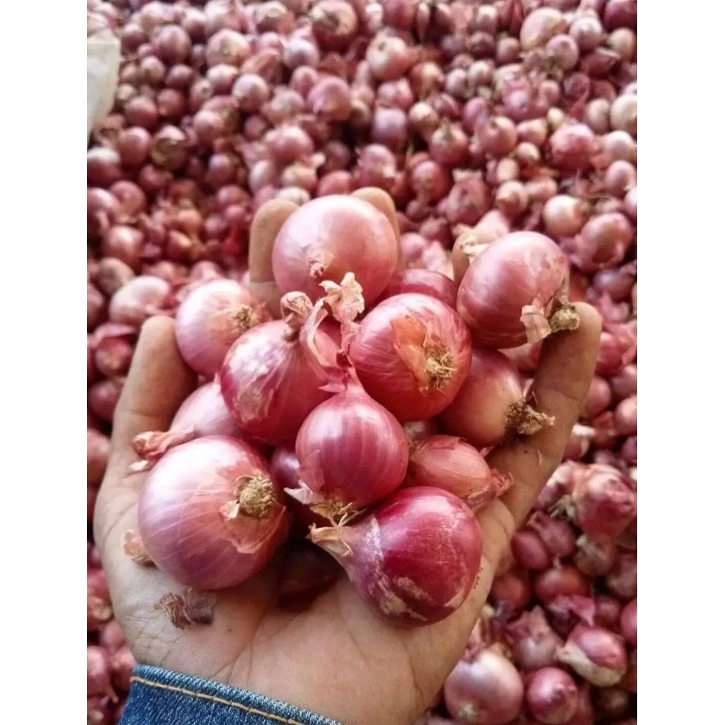 

bawang merah murah asli garut isi 500gr barang press