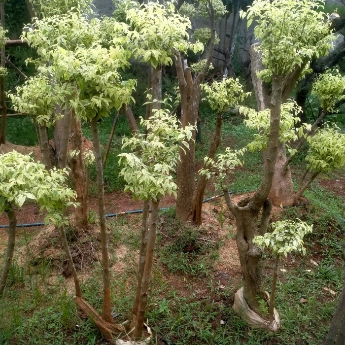 pohon bonsai anting putri