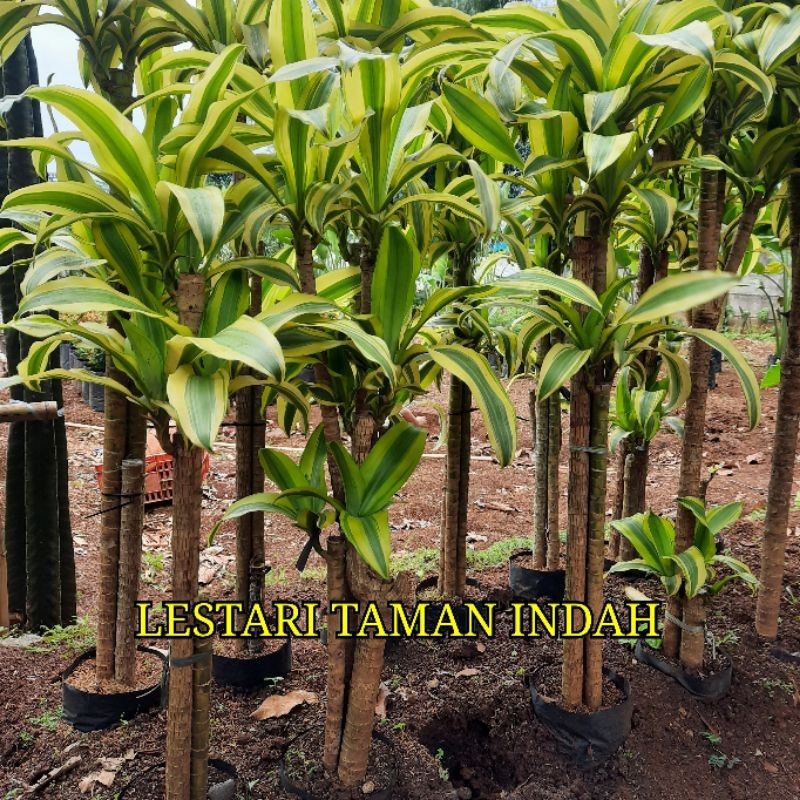 { BISA COD } tanaman hanjuang golden hanjuang varigata kuning dracena batang besar