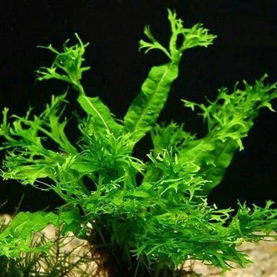 Windelov Java Fern Porsi Satu Ikat / Tanaman Aquascape Aquarium