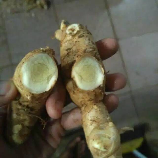 

Temu putih 500 gr ready stok ready .