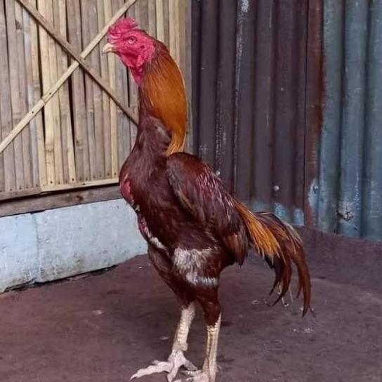 

Telur ayam bangkok shamo brazil / ayam petarung aduan untuk ditetaskan