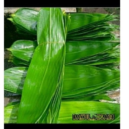 

daun bambu jumbo daun bambu bu bungkus bacang 65 lmbar 100 lmbar
