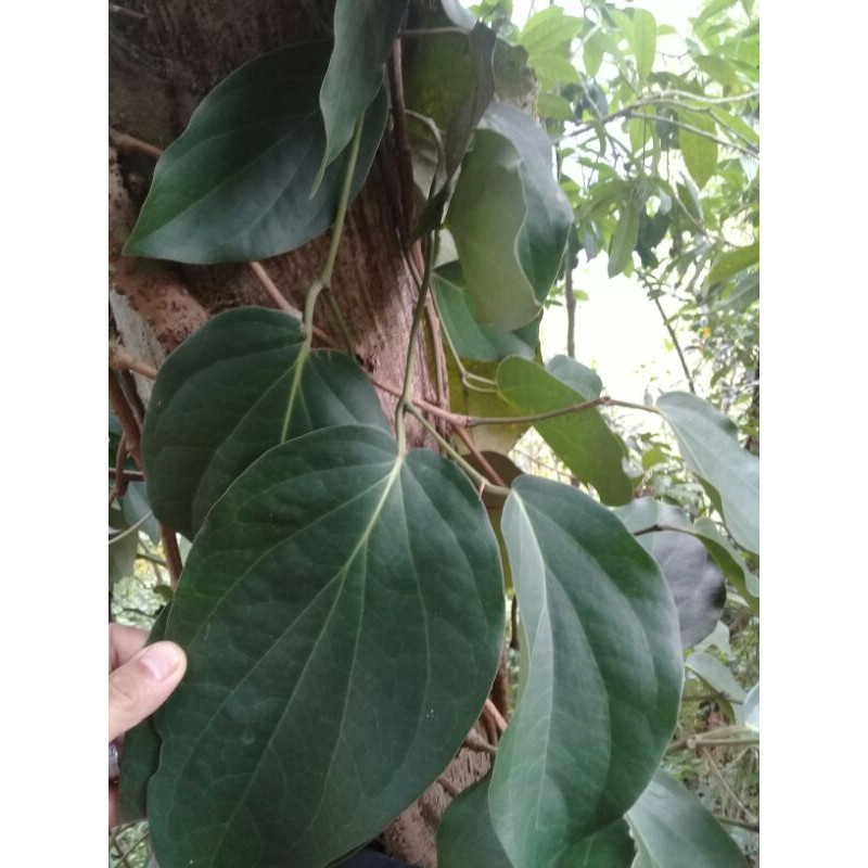 

Daun kemukus atau lada hutan segar 500 gram