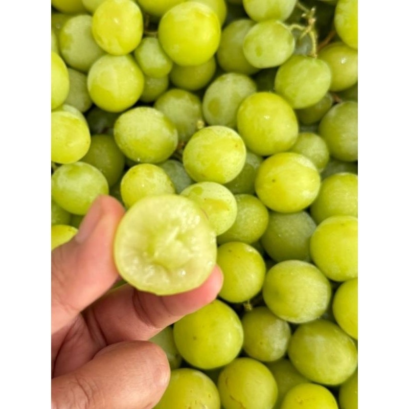 

ANGGUR HIJAU AUTUMN CRIPS -+900gr