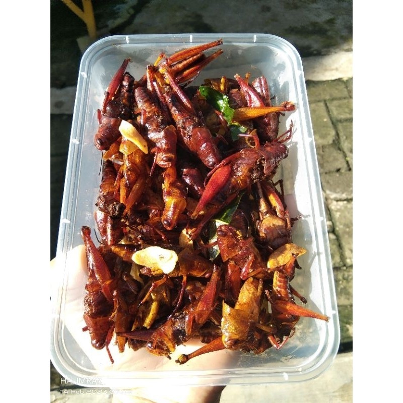 

BELALANG JATI/KAYU MURAH BERAT 100g