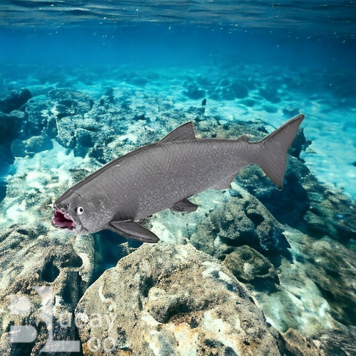 Figure Mainan Miniatur Siklus Hidup Ikan Salmon Dewasa Life Cycle Siklus Daur Hidup Ikan Salmon