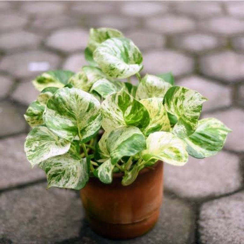 Tanaman Hias Sirih Varigata Manjula Sirih Gading Manjula