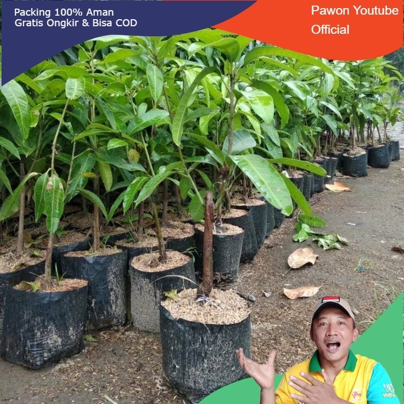 (BISA COD) Bibit Mangga 2 Dimensi Unggul, 1 pohon bisa berbuah 2 jenis mangga
