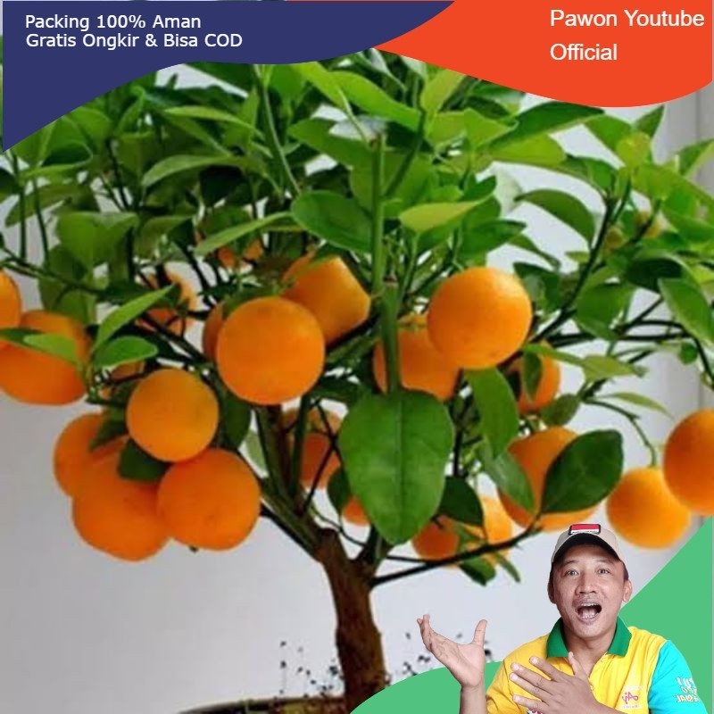 (BISA COD) Bibit jeruk tongheng bisa dimakan sama kulitnya dengan rasa super manis hasil okulasi sia