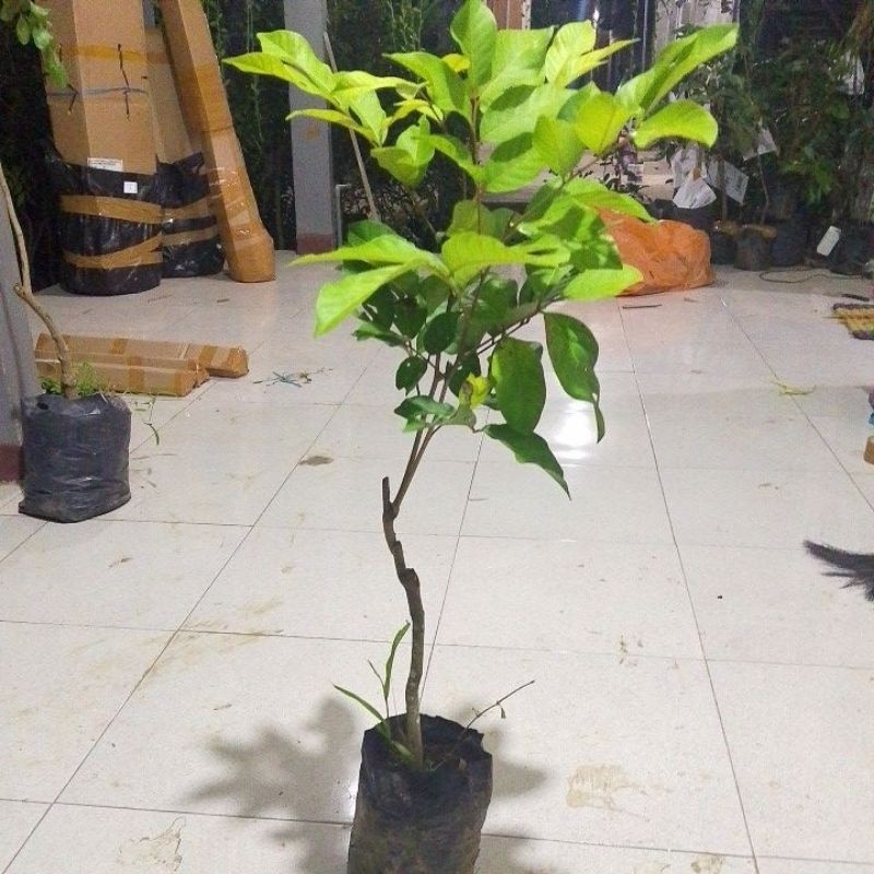 Bibit Rambutan Garuda Super