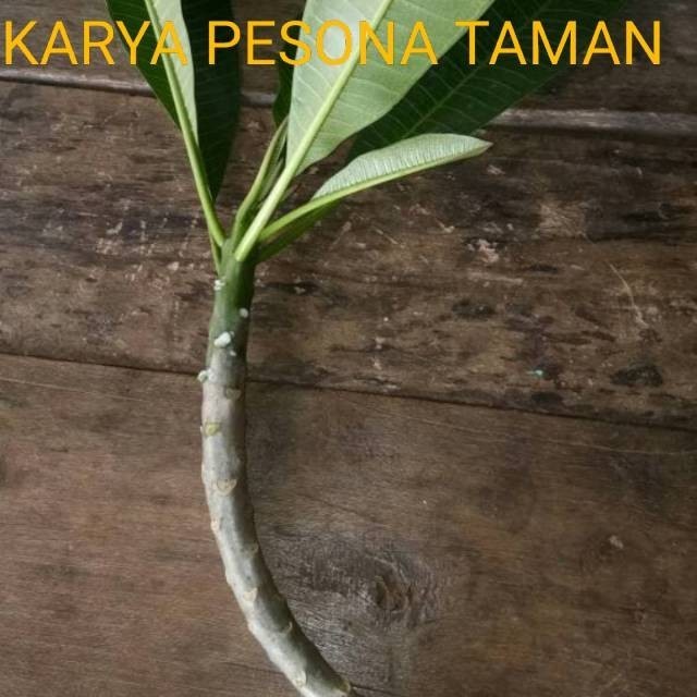 Stek Batang Kamboja Bunga Tricolor