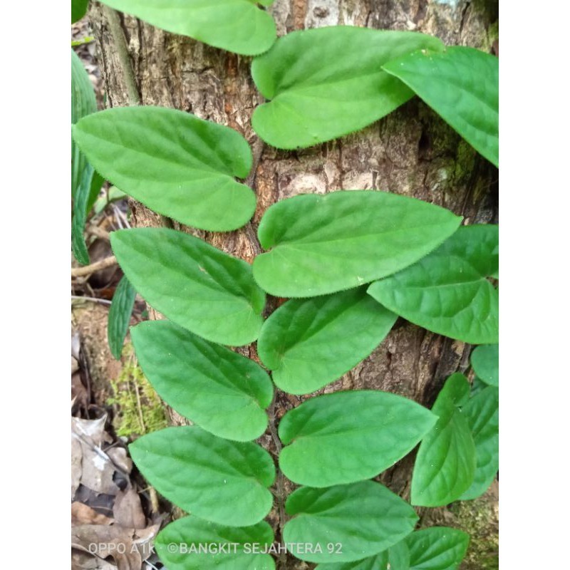 PROMO piper bulu/clypeatum tanamn hais merambat berbulu KADAKA OLSHOP02
