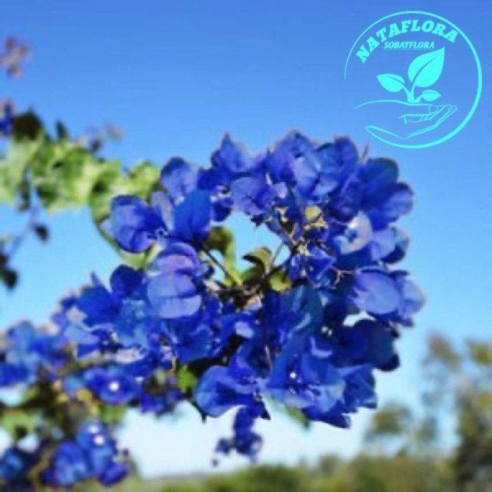 TANAMAN HIAS BUGENVIL BUNGA KERTAS//BIRU HAWAI