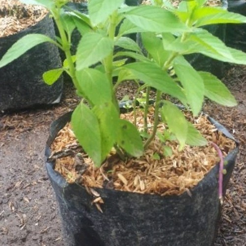 

Ready stok New Tanaman Herbal Menthol Mint - Wild Mint - Mentha arvensis