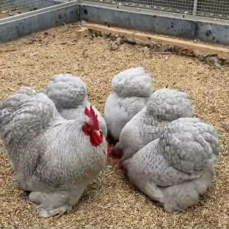 

TELUR AYAM BANTAM CHOCIN untuk di tetaskan