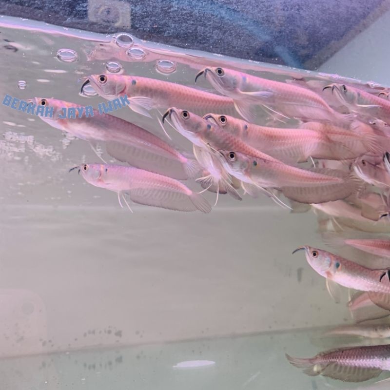 hiasan aquarium arwana silver red cacat/unik 11-13cm  arwana silver Brazil serat merah garansi pengi