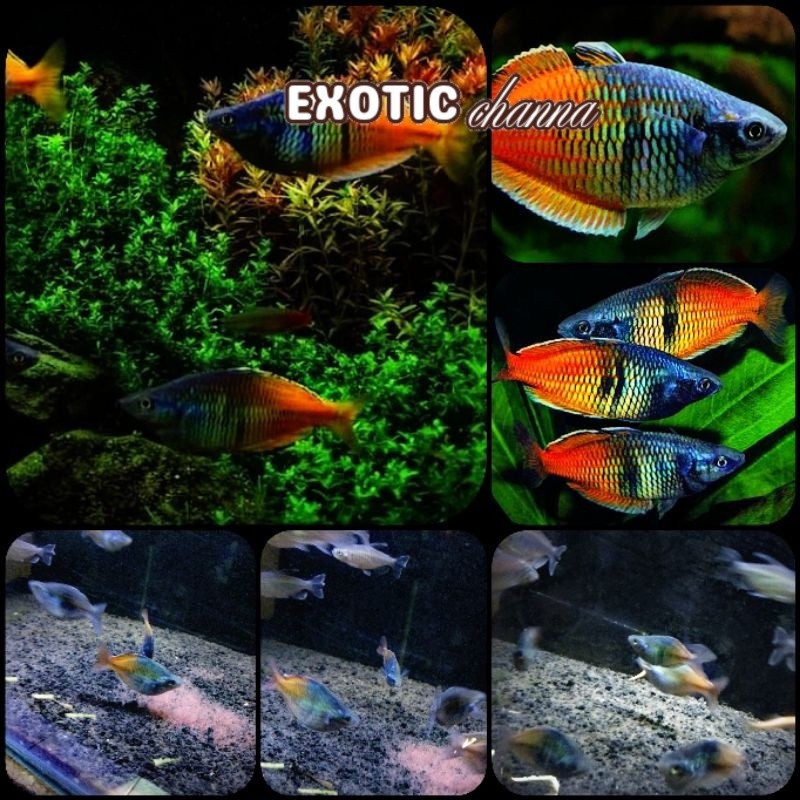 Bigsale ikan rainbow bosemani untuk aquarium dan aquascape Kebutuhan aquarium