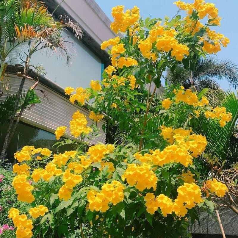 tanaman bunga terompet kuning tekoma kuning