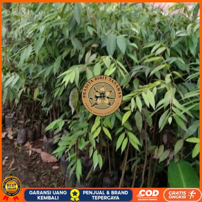 BIBIT POHON NAGASARI LANGKA/ BIBIT KAYU NAGASARI/TANAMAN NAGASARI Bibit Tanaman Super Unggul PRADITA