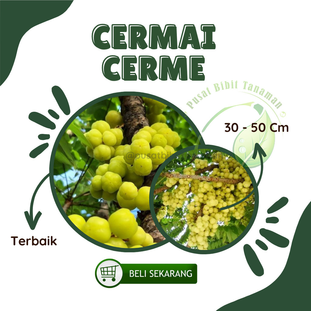 Bibit Tanaman Cermai Pohon Ceremai Bibit Buah Cermai Bibit Cermay