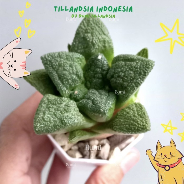 Ariocarpus fissuratus 'Godzilla' Bumi Kaktus Gurun Succulent Tanaman Hias Cactus